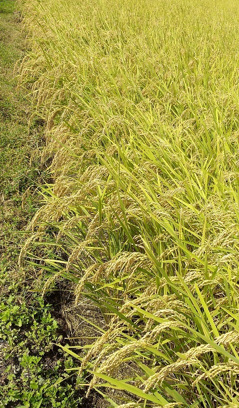令和5年産 長野県 安心低農薬コシヒカリ(減農薬) 無洗米４Kg パック