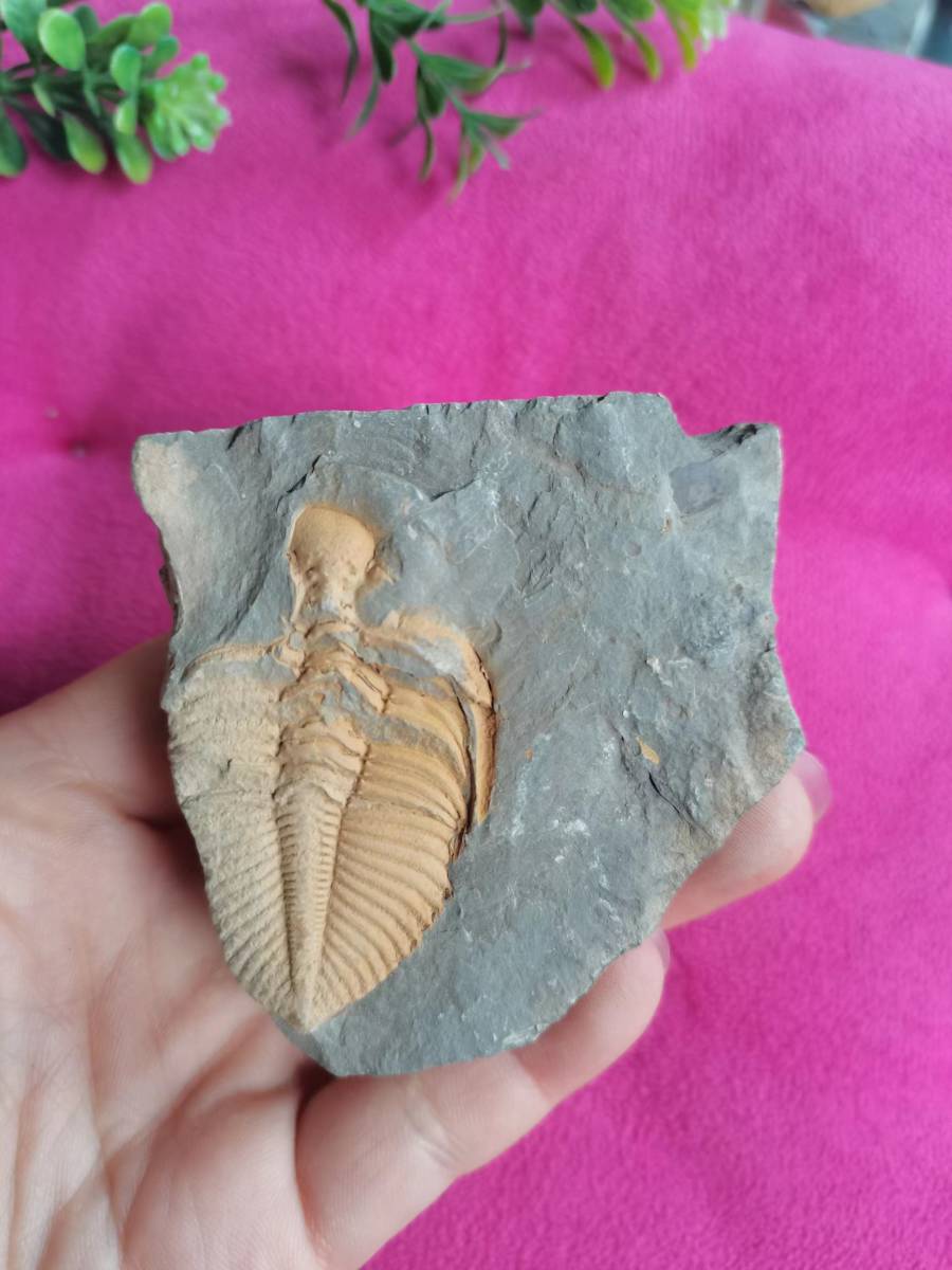 s610104 rare article old . natural fossil carefully make China antique * white .. era natural Mitsuha insect fossil China old work of art rare article old warehouse . goods ornament era thing M