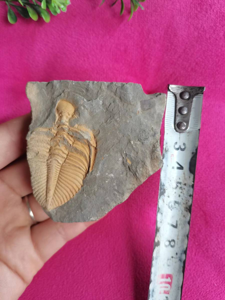 s610104 rare article old . natural fossil carefully make China antique * white .. era natural Mitsuha insect fossil China old work of art rare article old warehouse . goods ornament era thing M