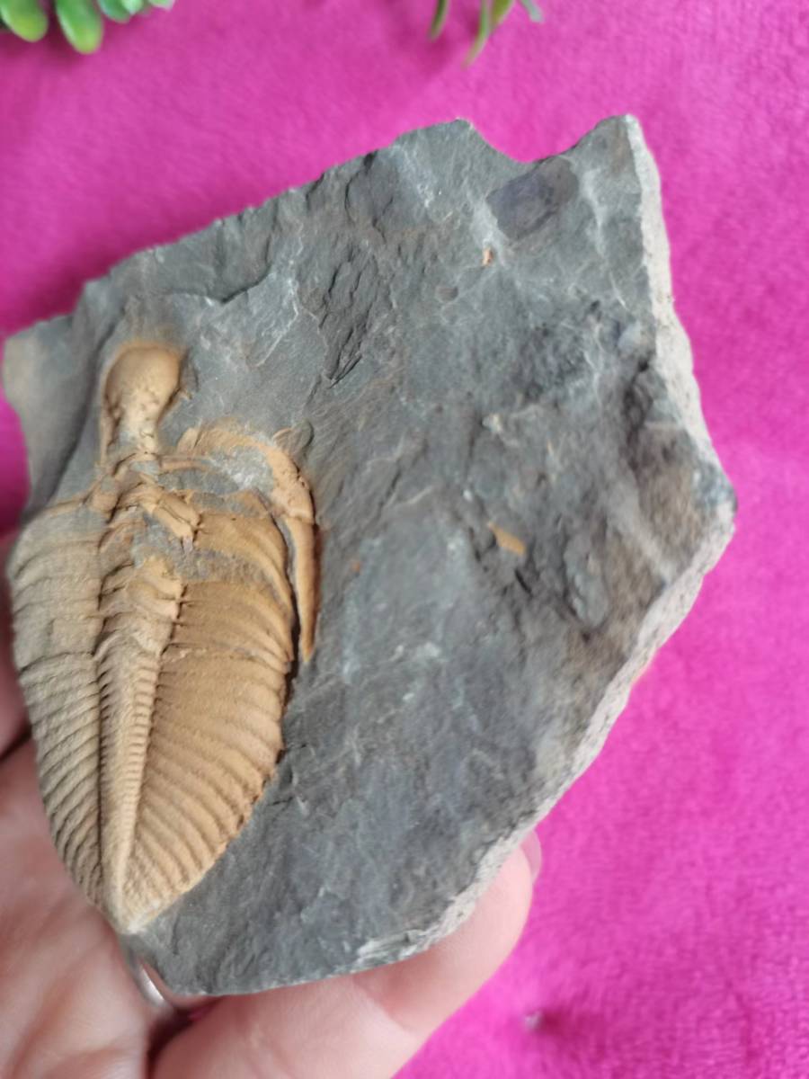 s610104 rare article old . natural fossil carefully make China antique * white .. era natural Mitsuha insect fossil China old work of art rare article old warehouse . goods ornament era thing M