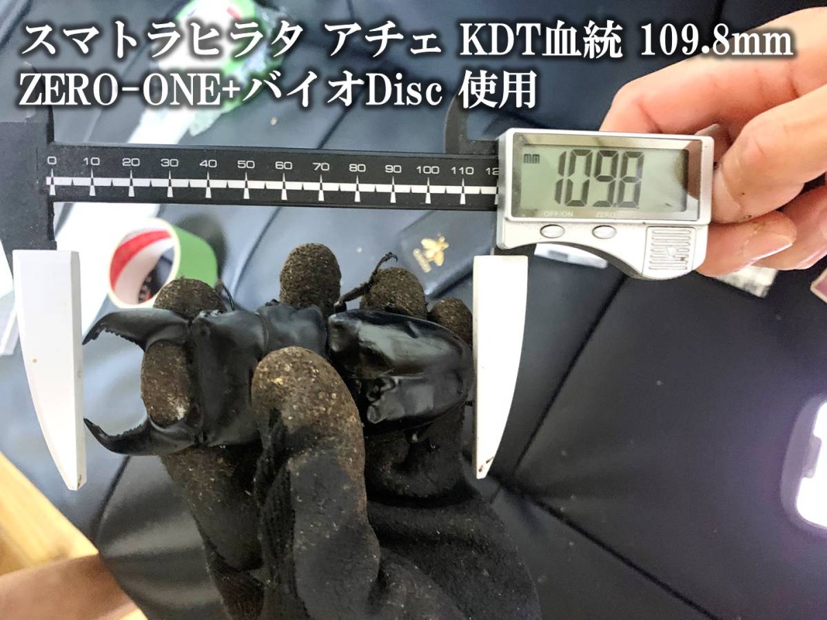 [ Yahoo! shopping if,5. .. day . profit!DDA] bacteria increase . Vaio Disc M size dda stag beetle rhinoceros beetle 