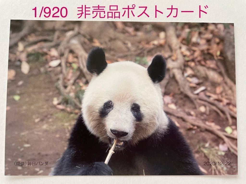 シャンシャン 非売品 ポストカード 1/920 貴重 ノベルティ 上野松坂屋