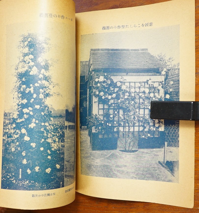 農業(yè)世界別冊付録 薔薇の作り方 昭和16年 博文館発行 検:種類 溫室切花栽培法 水耕栽培 著名薔薇商 栽培起源 改良発達史 鉢作り ポール作り