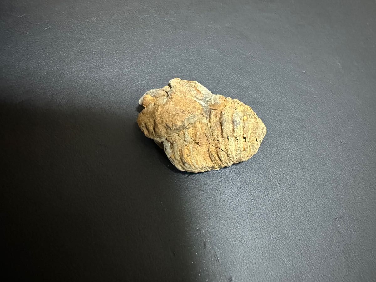 三葉虫 化石