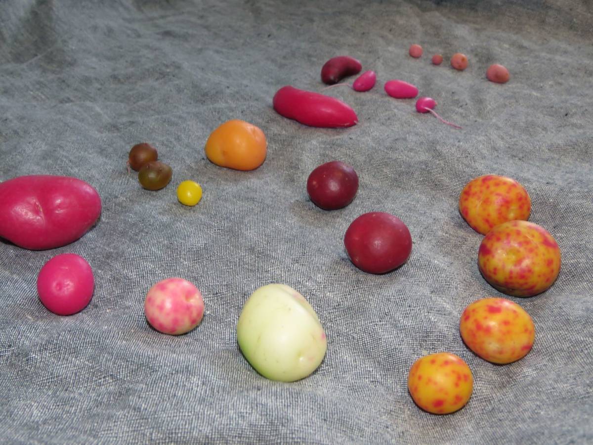 ボリビア産芋 Ullucus tuberosus aborigineus　①　[塊茎、根菜、原種球根、有用植物　ツルムラサキ_芋見本。出品するのは一番奥のタイプです。