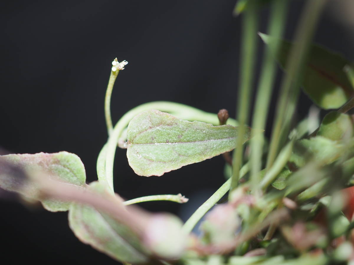 塊根性セロペギア Ceropegia bulbosa　②花小さめタイプ　[薬用植物, 塊茎, 原種球根, 有用植物, ガガイモ，ハートカズラ_画像3