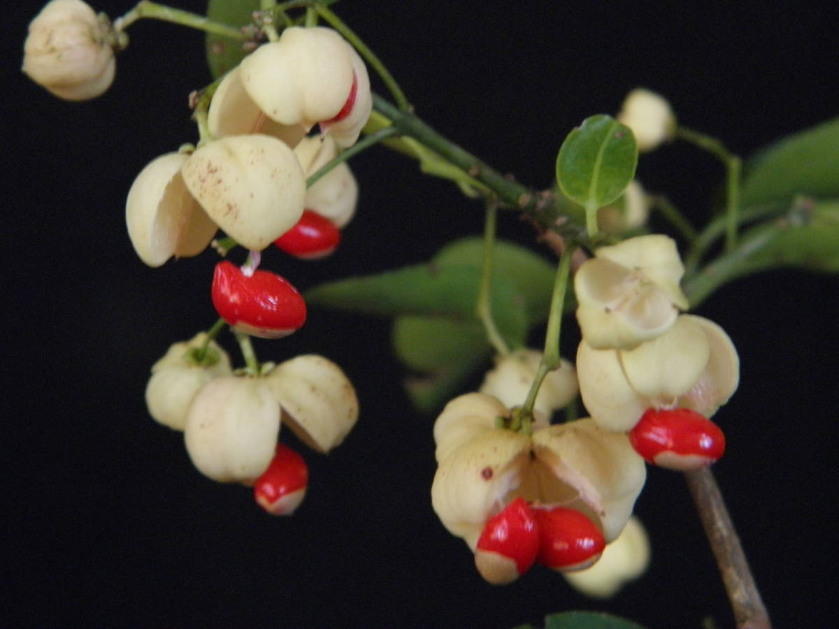 白袋果紅実　マユミ[白真弓]　C・珍品・花木・山野草_実成見本