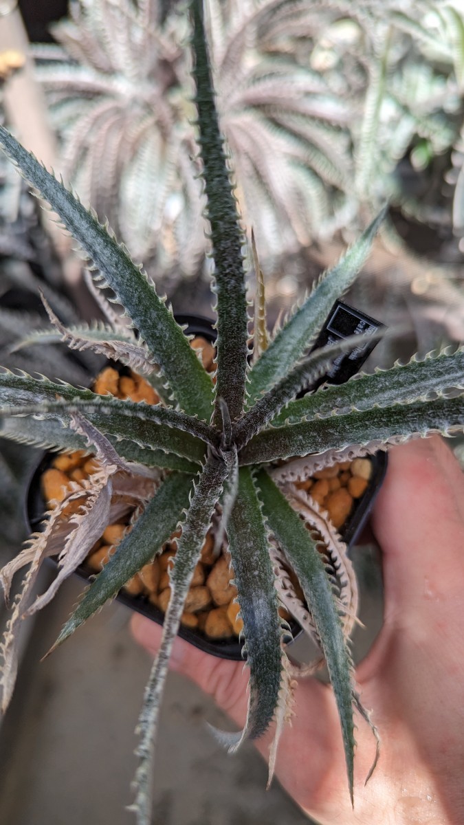 【Dyckia】Jaws × Heaven&Hell　ディッキア　子株_画像4