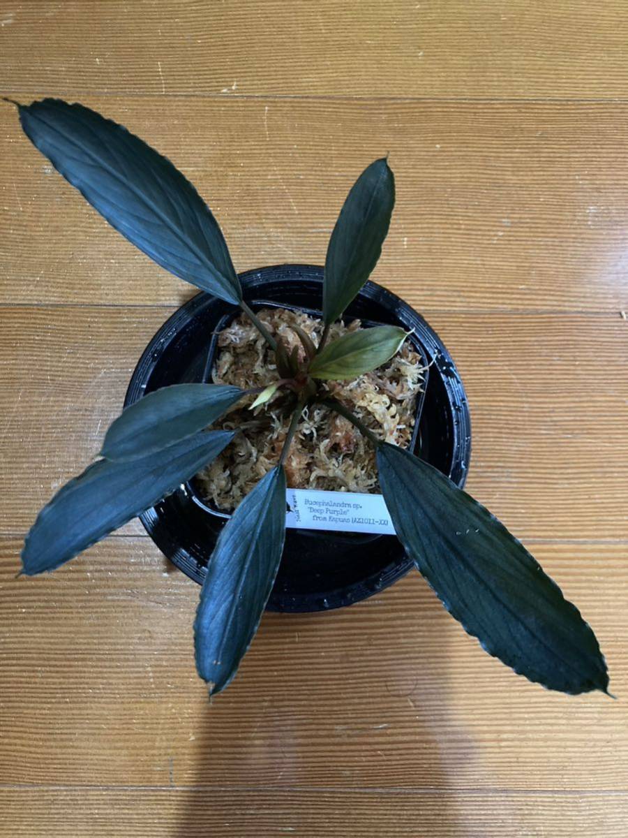 2022春夏新色】 Purple Deep sp. Bucephalandra from ブセファランドラ