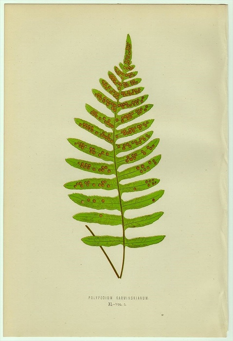 1863年 Lowe シダ類 色刷木版画 ウラボシ科 プレオペルチス属 Polypodium karwinskianum_画像1