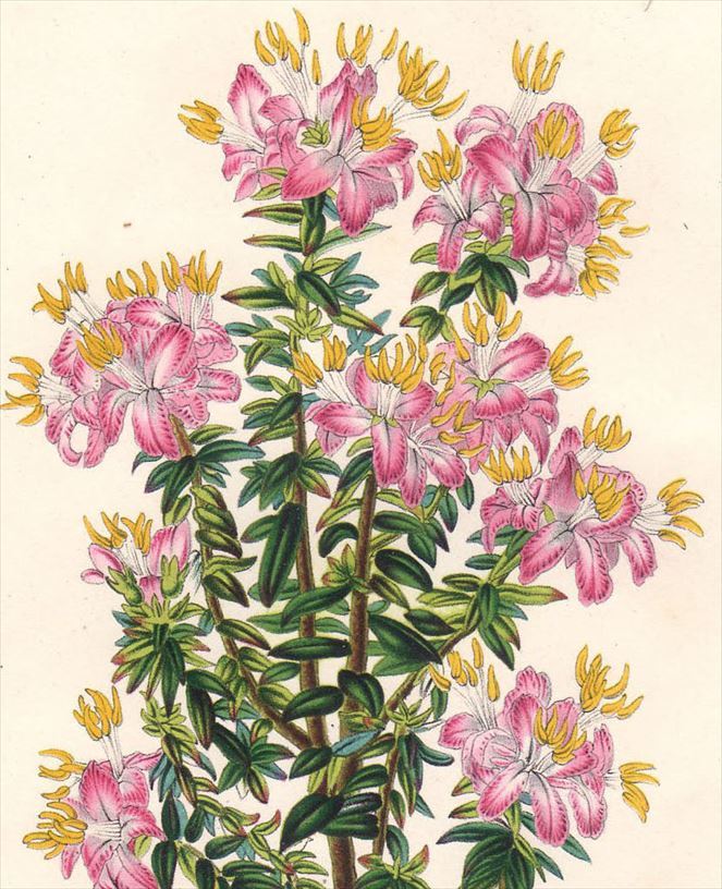 1854年 Van Houtte ヨーロッパの植物 多色石版画 ノボタン科 マルケティア属 Marcetia andicola_画像2