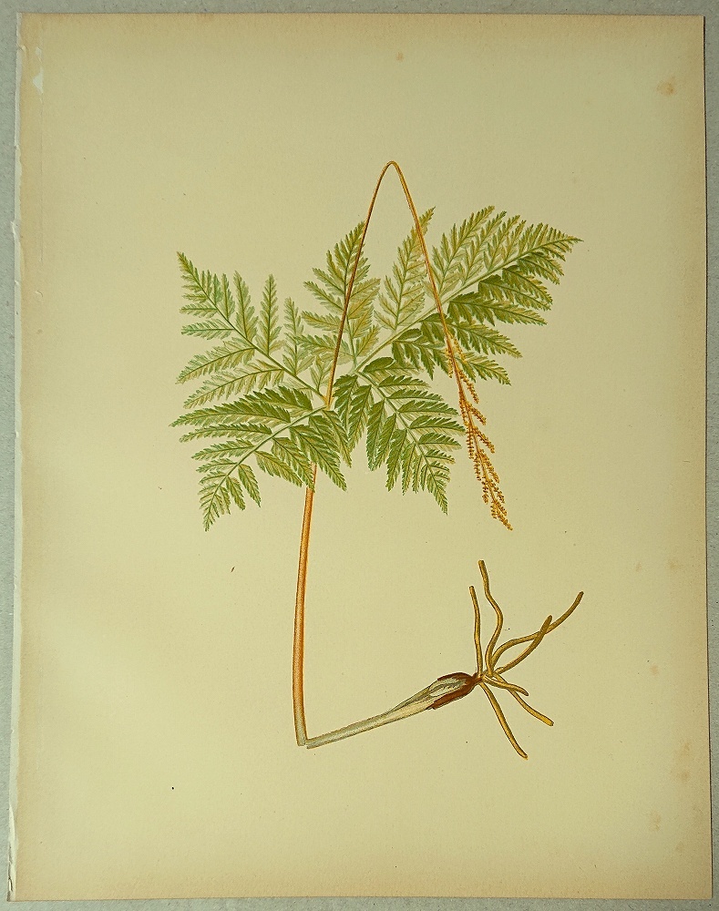 1879年 Eaton 大判 多色石版画 北米のシダ類 ハナヤスリ科 ハナワラビ属 ナツノハナワラビ Botrychium virginianum_画像1