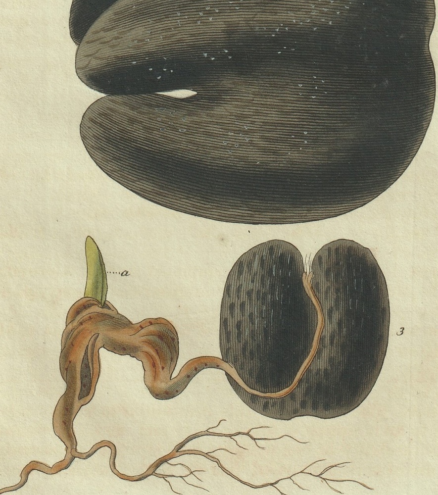 日本最大のブランド ヤシ科 No.2734-2738 Magazine Botanical Curtis