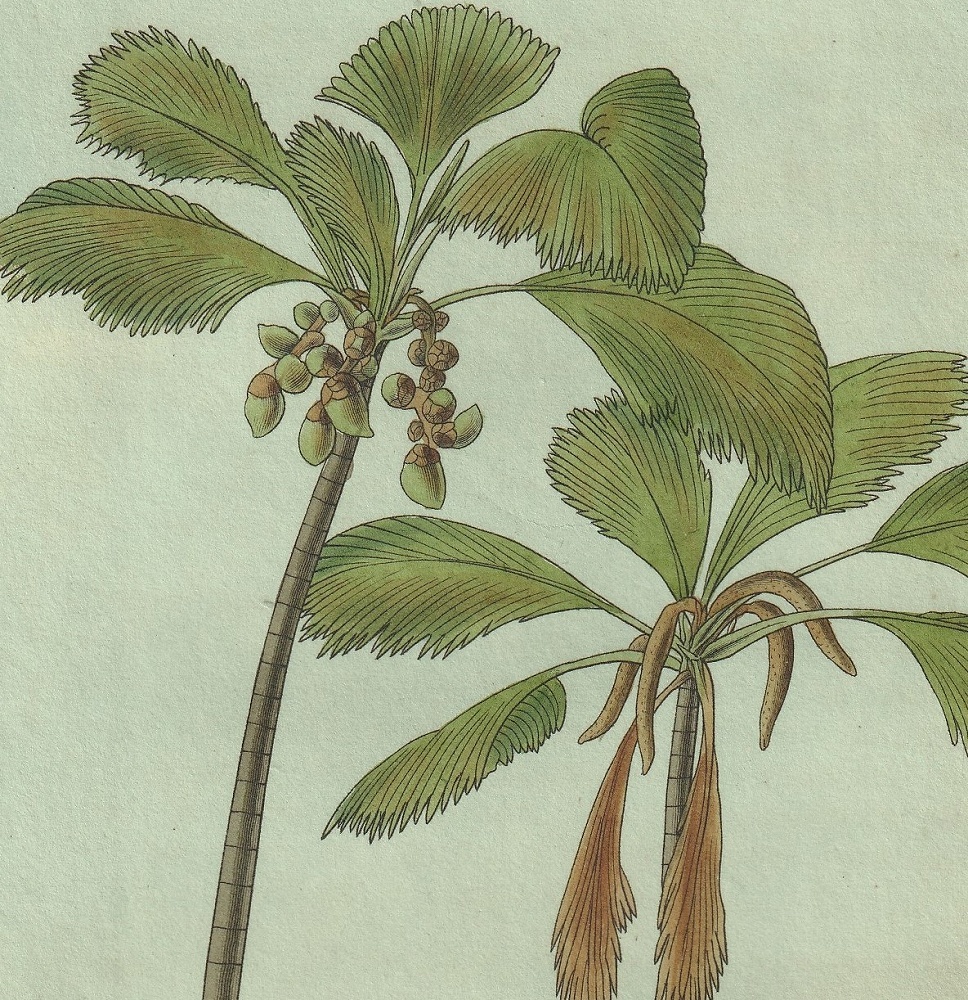 日本最大のブランド ヤシ科 No.2734-2738 Magazine Botanical Curtis
