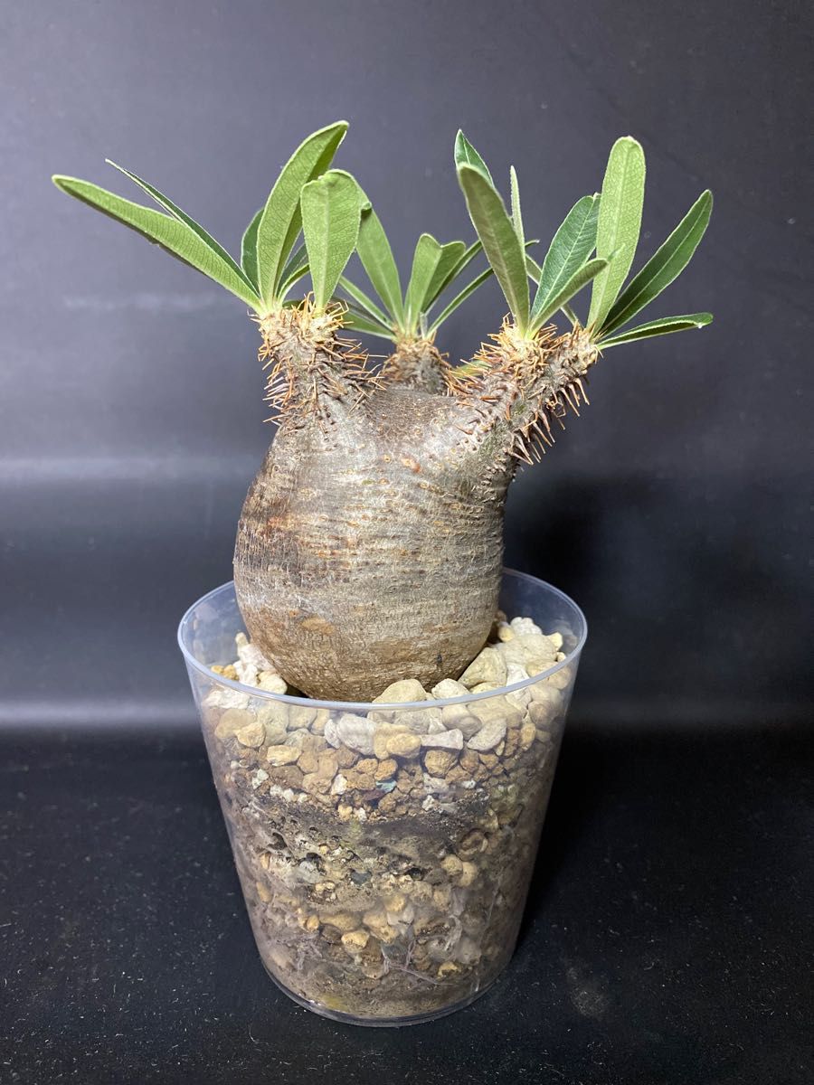 パキポディウム グラキリス 塊根植物 チビグラ 現地球 良株型 まん丸