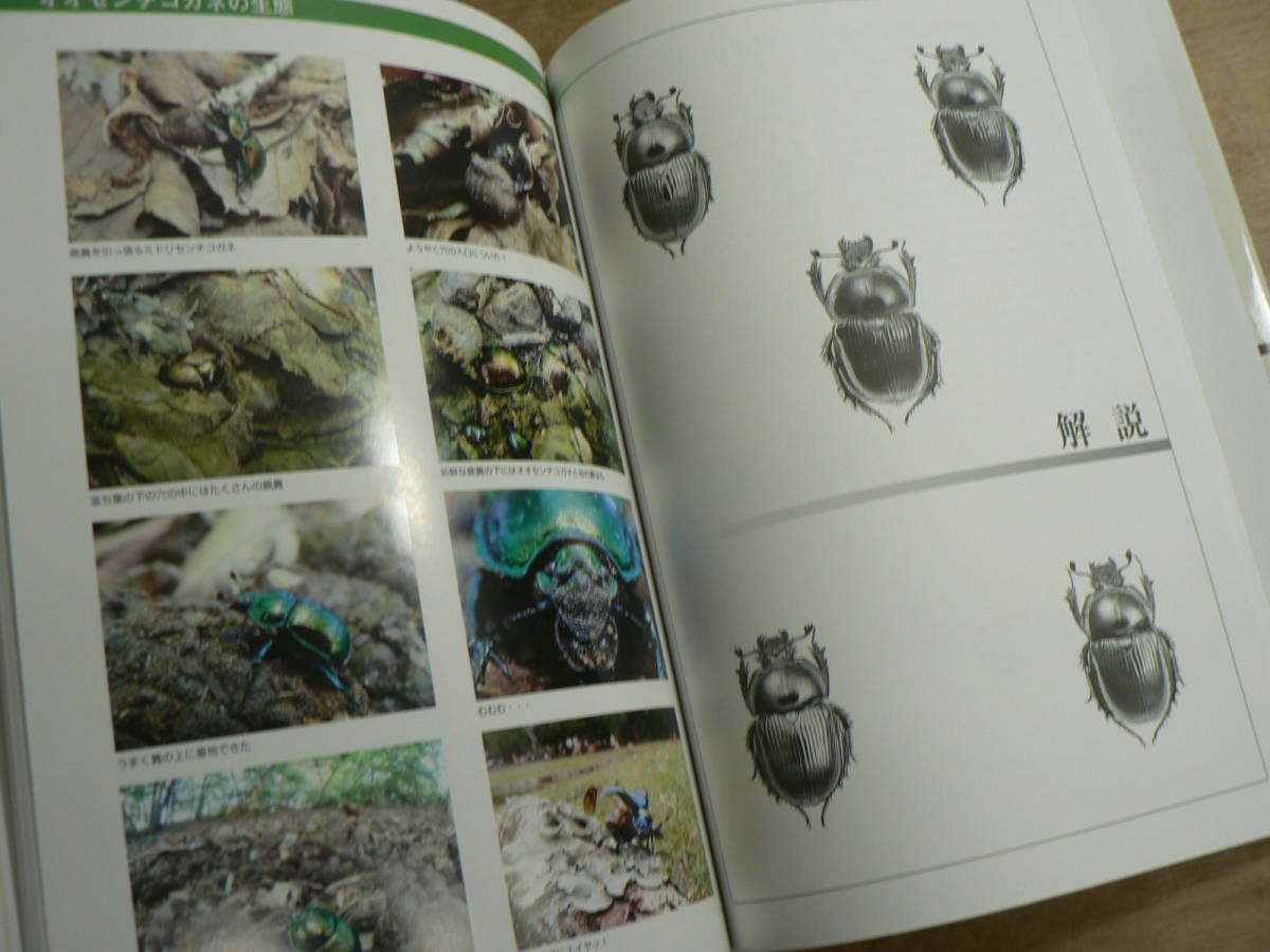  японский oo см kogane ежемесячный ..* насекомое map мнение серии 3.. фирма .книга@. один ....2014 год 