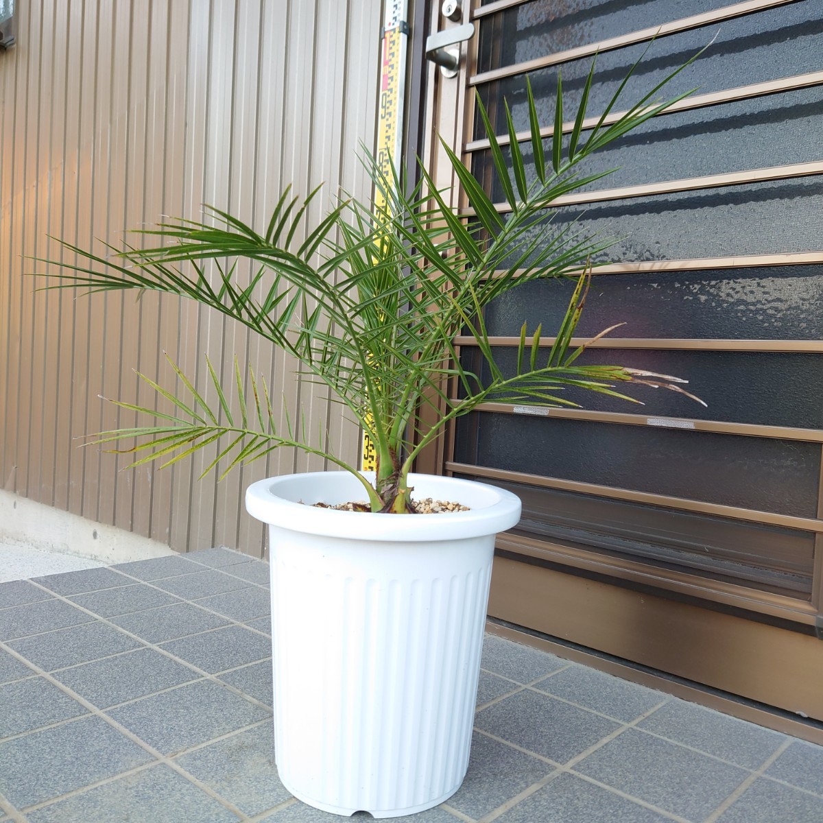 * kana Lee cocos nucifera {H= примерно 70cm*9.5 номер pot }* блокировка сад Driger ten садоводство декоративное растение Nankoku resort 3