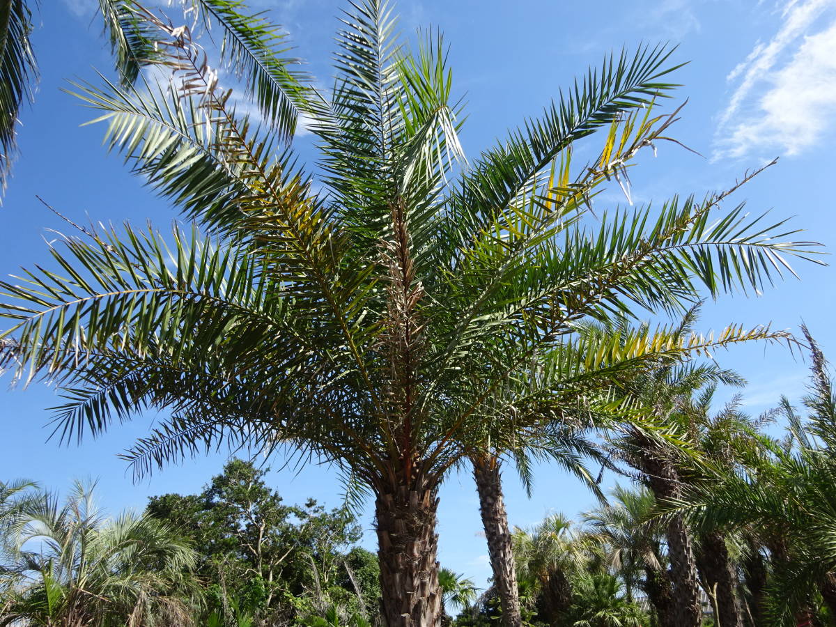  jujube cocos nucifera 