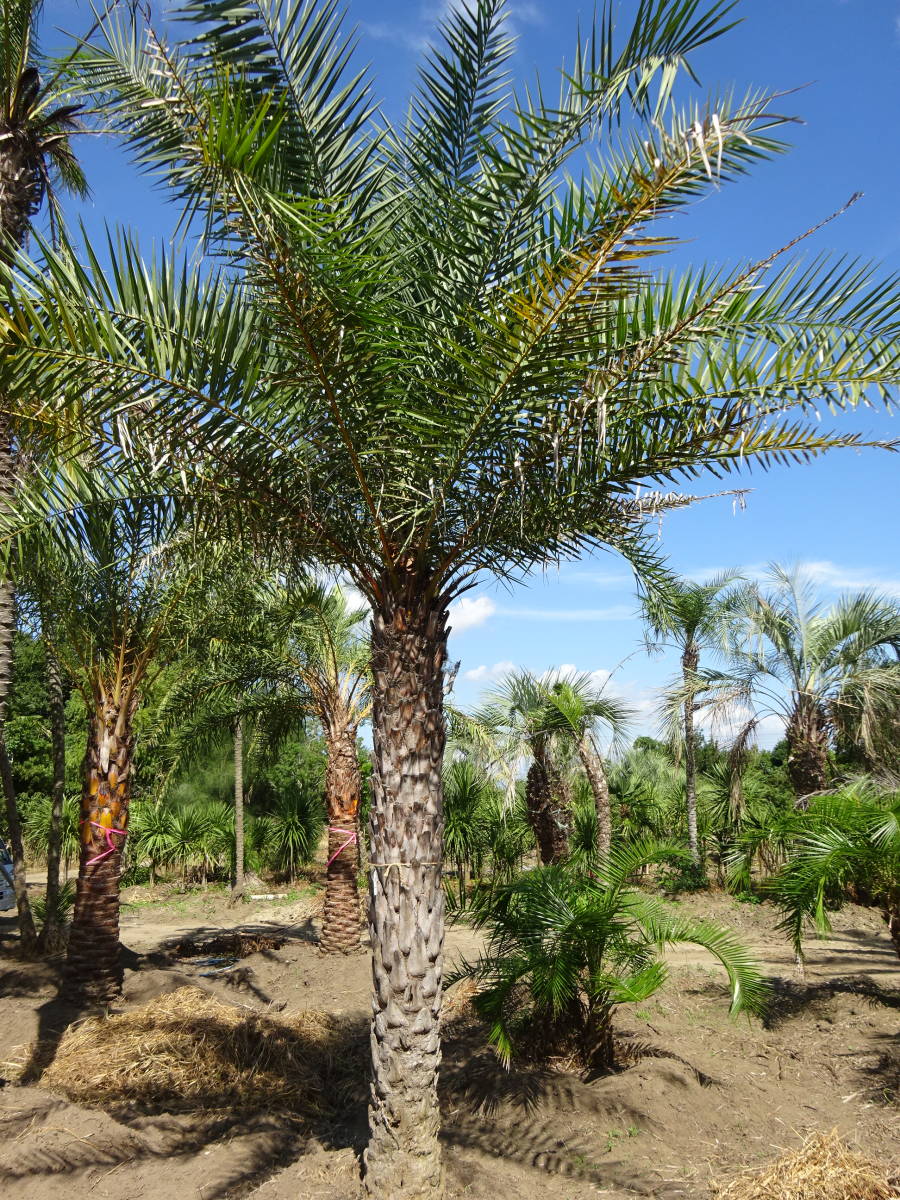  jujube cocos nucifera 