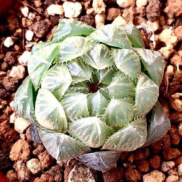 韓国苗　Cooperi Glacier 可愛い大苗美苗　多肉植物　エケベリア_画像2