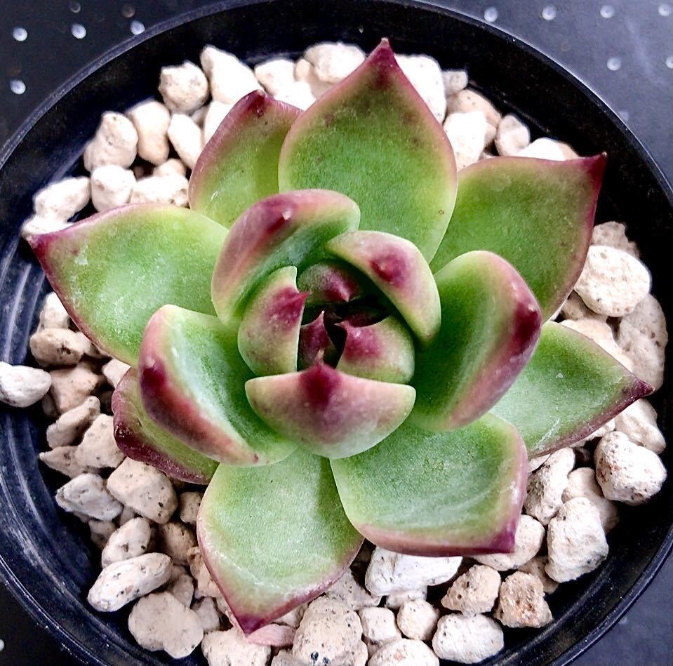 1000円START・現地球】黒王丸 コピアポア・シネレア Copiapoa cinerea