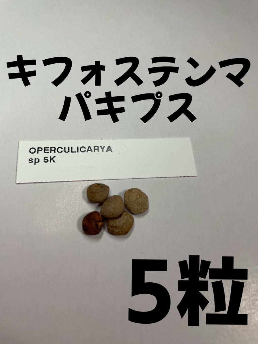 【5粒】キフォステンマ パキプス 種子 種 キフォステンマパキプス