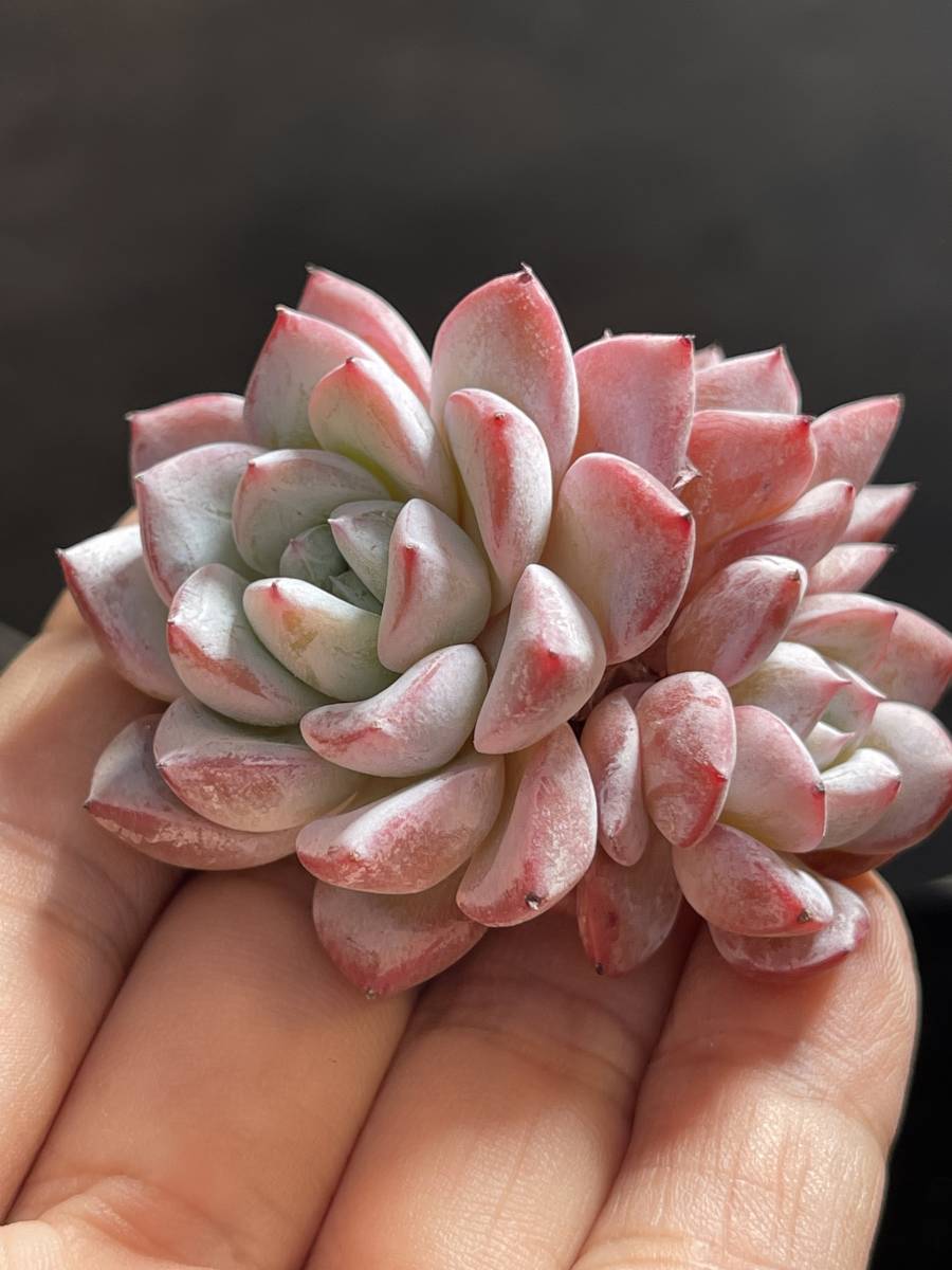 646多肉植物 エケベリア海王 20株 超美苗 サボテン 観葉植物 花 646多肉植物 エケベリア海王 20株 超美苗 サボテン 観葉植物 花
