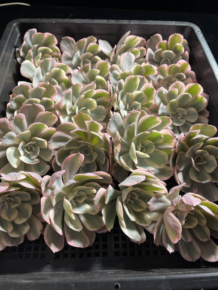 E79 多肉植物 エケベリア 9株玉鳳錦 超美苗 サボテン 観葉植物 E79 多肉植物 エケベリア 9株玉鳳錦 超美苗 サボテン 観葉植物