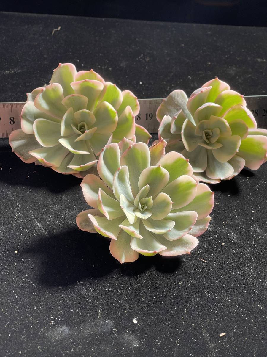 E79 多肉植物 エケベリア 9株玉鳳錦 超美苗 サボテン 観葉植物 E79 多肉植物 エケベリア 9株玉鳳錦 超美苗 サボテン 観葉植物