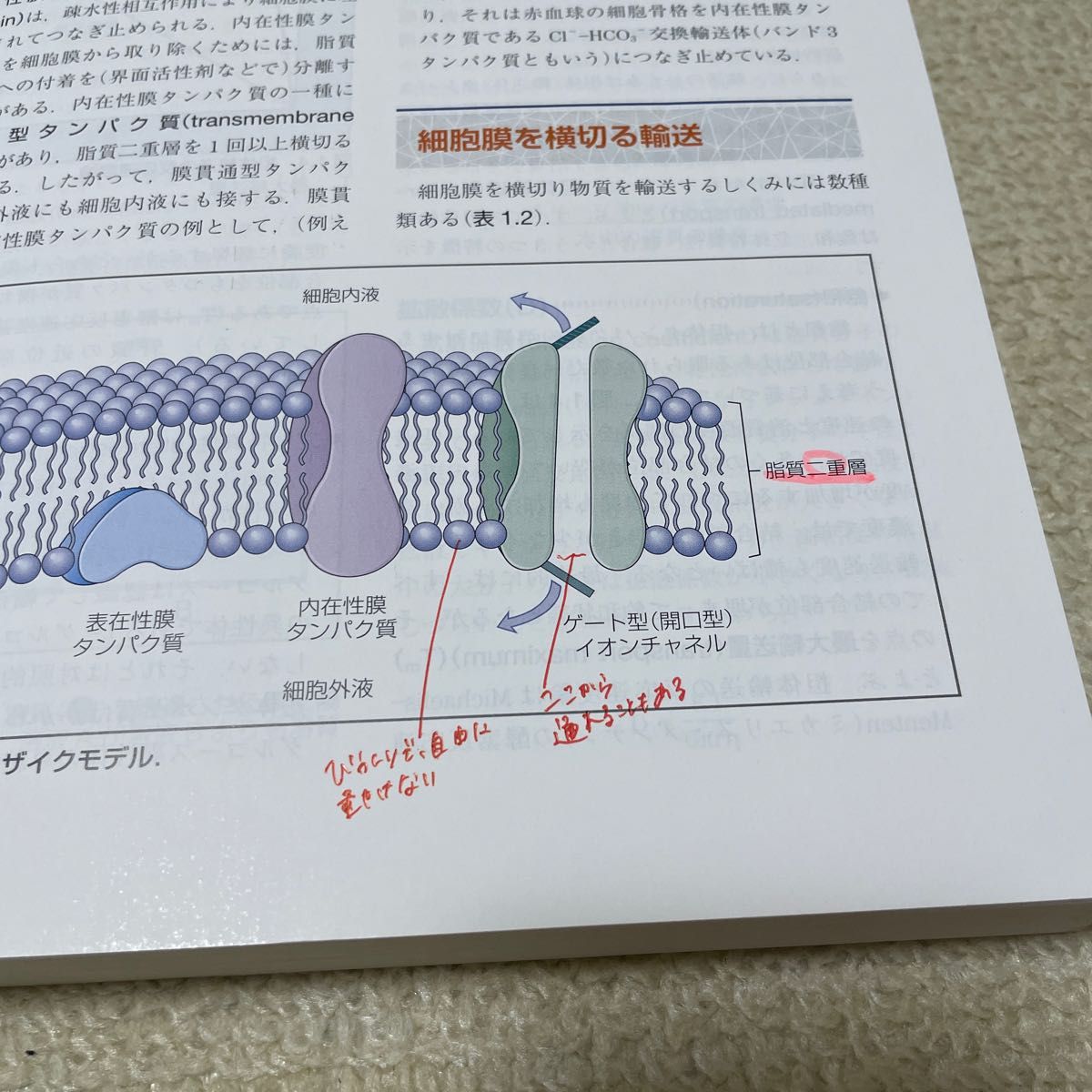 コスタンゾ明解生理学 電子書籍(日本語・英語版)付 - 健康・医学