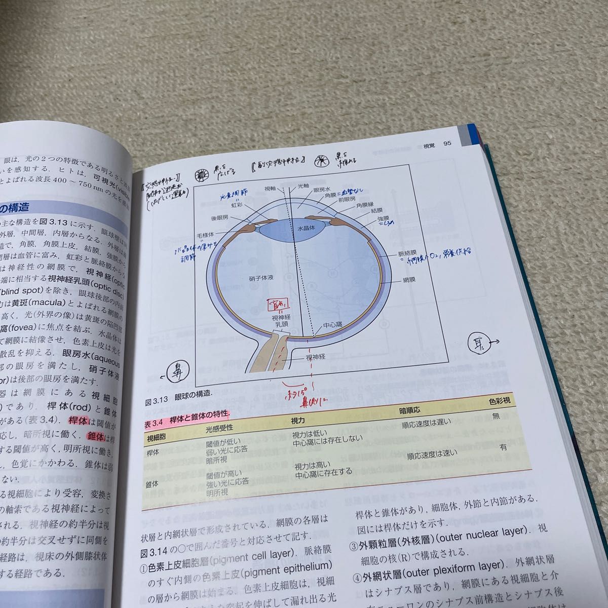 コスタンゾ明解生理学 電子書籍〈日本語・英語版〉付 Linda S.Costanzo/原著 林俊宏/監訳 高橋倫子/監訳