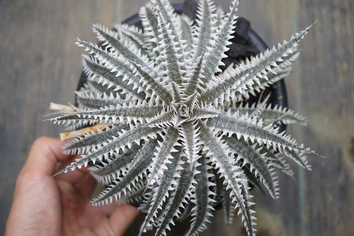 Dyckia 'Blanco' × 'Nagas' Sueb hyb ディッキア ブロメリア _画像1