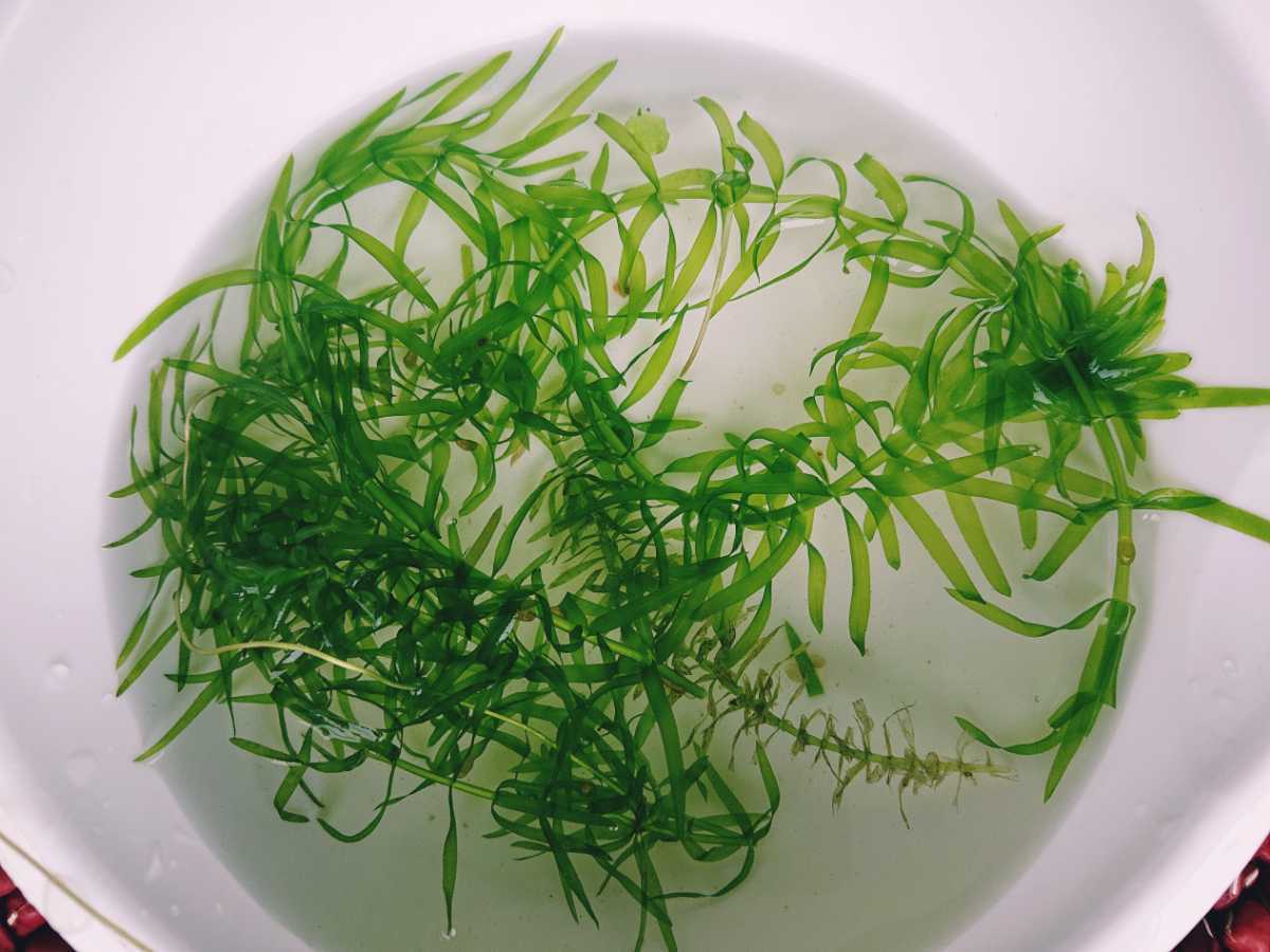  водоросли 3 вид me Dakar аквариум . нет пестициды Willow Moss Amazon лягушка pito дыра ka белка 