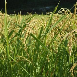 令和5年 新米【湧き水栽培】無農薬玄米ひのひかり 20㎏　奈良の農家直送_画像3