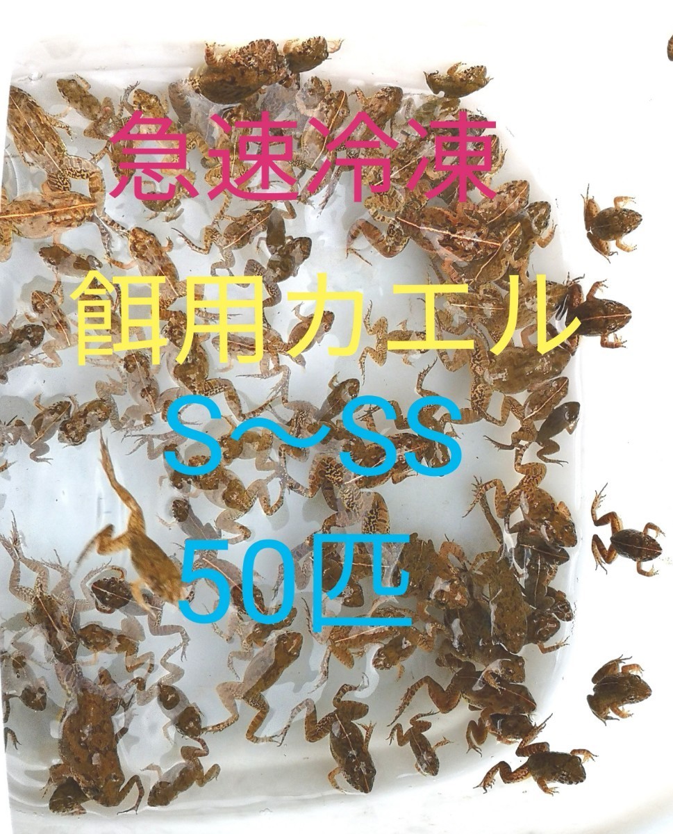 【冷凍】S〜SS 餌用カエル ヌマガエル 50匹 エサ用 爬虫類 蛇の餌 大型魚の餌 ヘビの餌 亀の餌_画像1