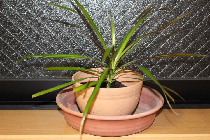 Дорога Dracena 13 × 13 × 30㎝