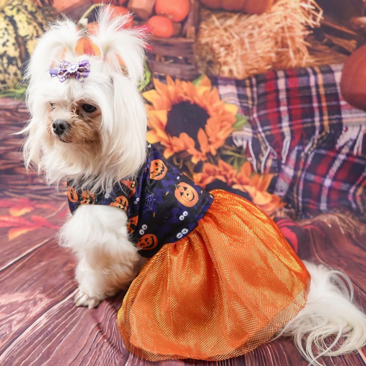 犬用 コスプレ 衣装 S ハロウィン 犬服 ドッグウェア 秋服 小型犬 仮装 猫　猫服　いぬ