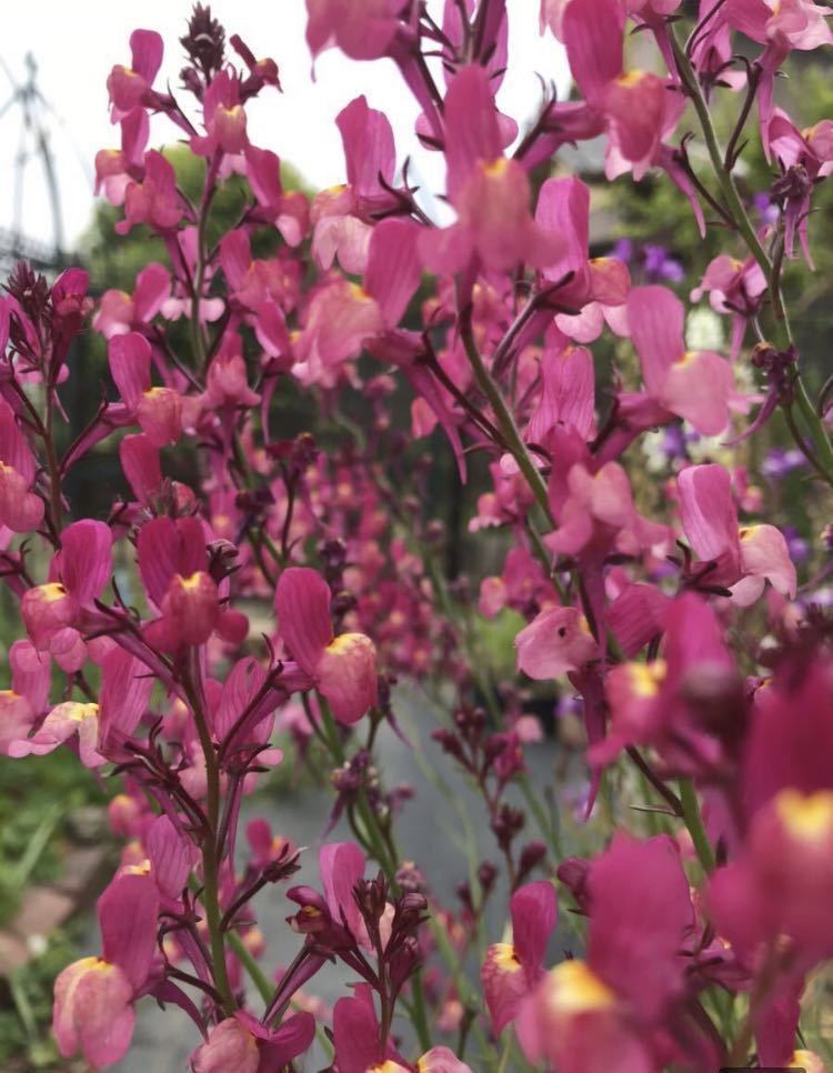 オキザリス☆セルヌア☆黄色の花☆花茎を伸ばして咲く為、目立ちます☆割安20ポット☆リナリア苗が発芽中^_^☆蕾が見え始めました^_^_画像5