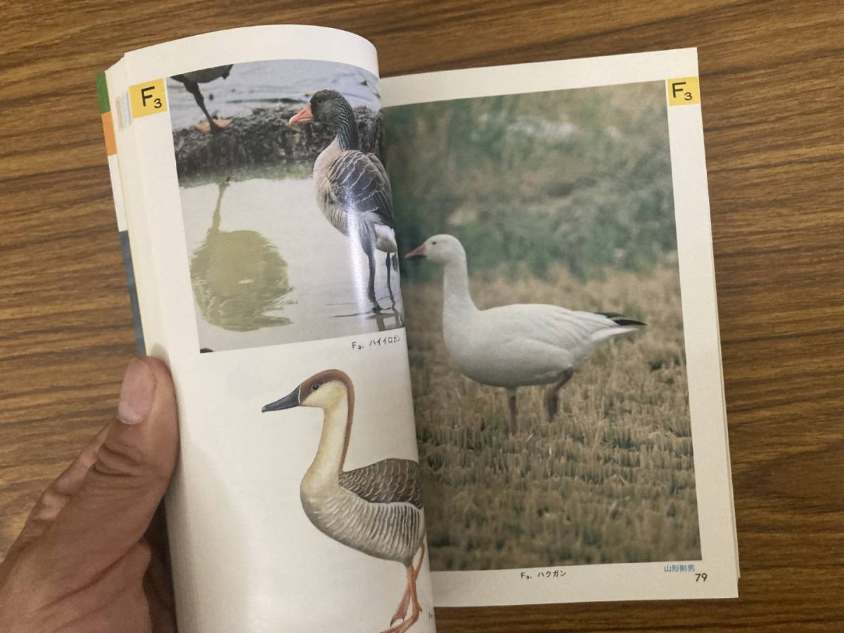 野鳥の図鑑〈水の鳥 1〉 (検索入門)　保育社 　中村 登流 /Z_画像5