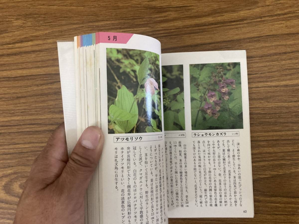 茶花植物ハンドブック 四季の野の花・庭の花 奥山春季・奥山和子 主婦の友社 1994 /Zの画像5