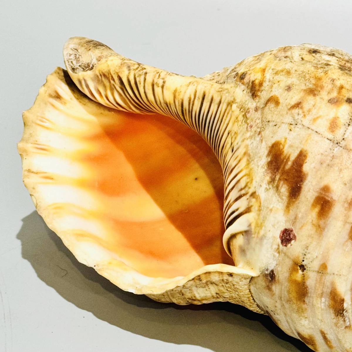 特大 法螺貝 34cm ほら貝 ホラ貝-