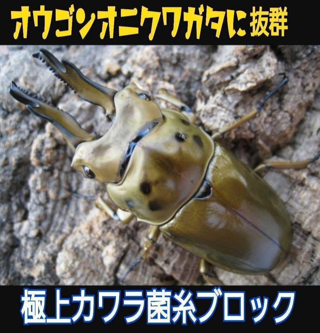 極上！カワラタケ菌糸ブロック☆タランドゥス・レギウス・オウゴンオニクワガタがビッグサイズに！特殊アミノ酸強化！産卵ブロックにも抜群