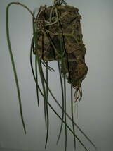 Dockrillia-Dendrobium-teretifolium-3 棒状の葉・（原生種）_画像4