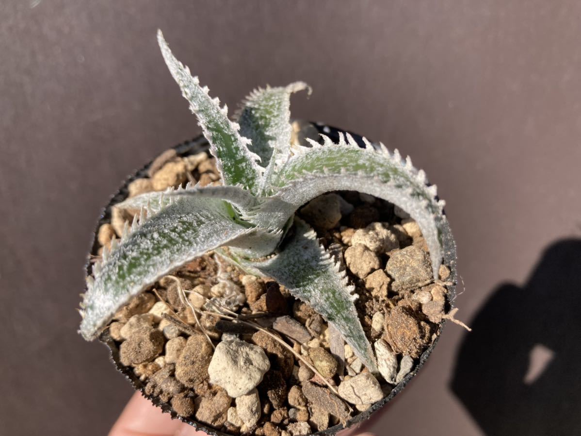 ディッキア ワサビ　Dyckia ‘Wasabi’ 子株　ブロメリア_画像8