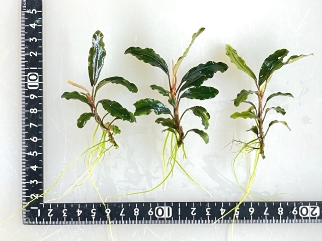 ◆Grass Gate◆Bucephalandra sp．Silver Night TYPEI◆の画像4