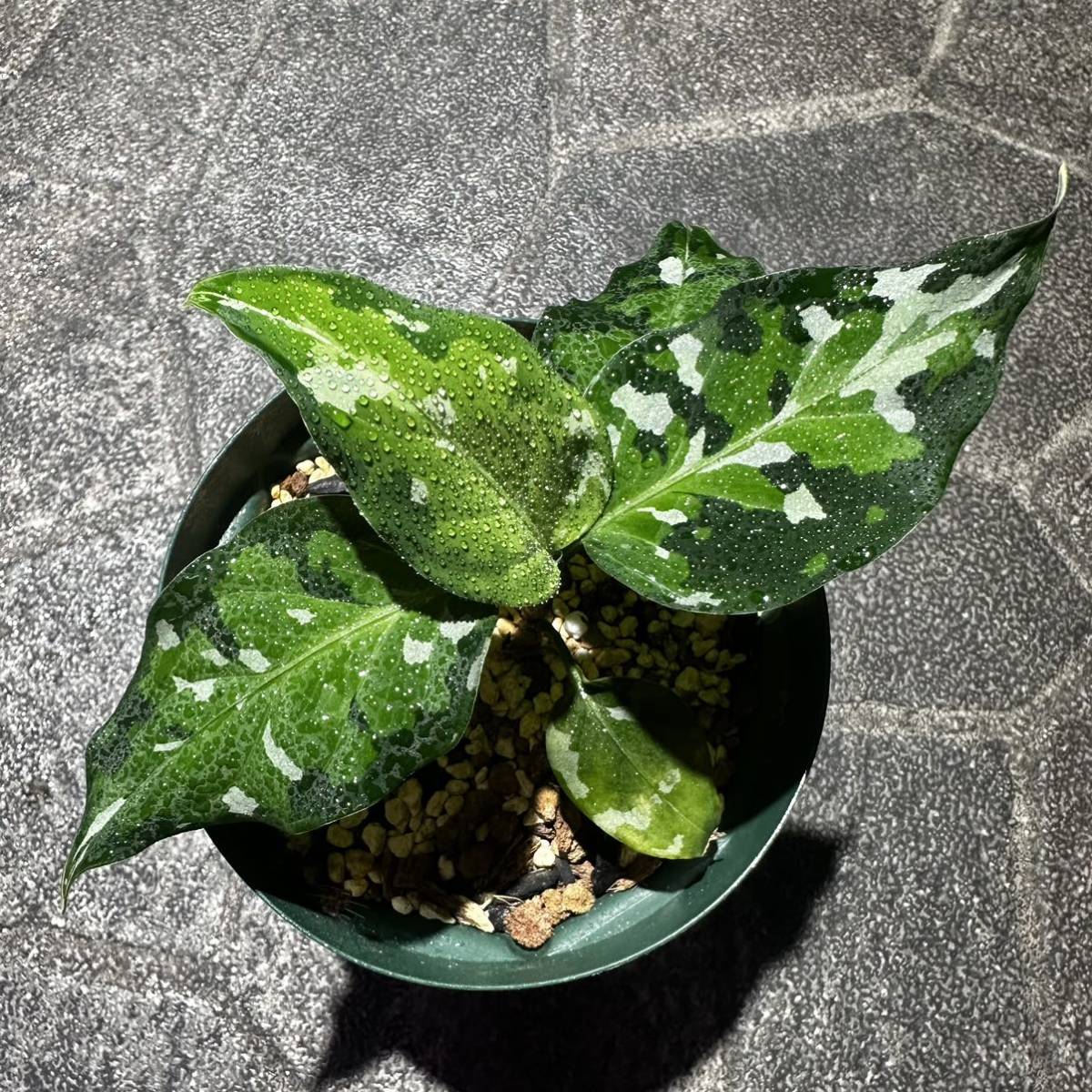 アグラオネマピクタム Aglaonema Pictum アンダマンポートブレア北部産2-