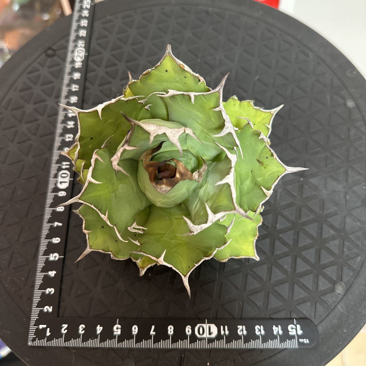 1台湾株 親株 特選姫厳竜 極上姫厳龍 agave titanota アガベ 1台湾株 親株 特選姫厳竜 極上姫厳龍 agave titanota アガベ