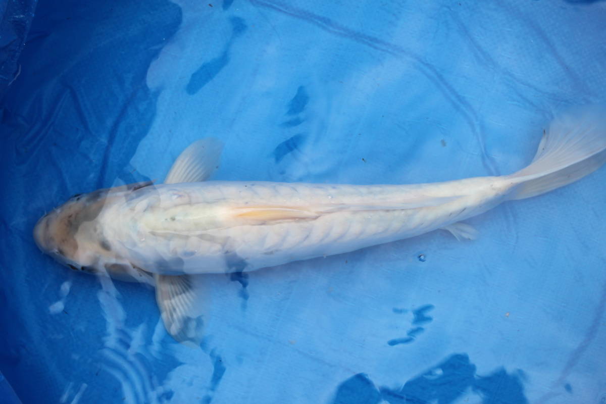 ★特選★令和４年産 大きくなる荒ゴケの真っ白のドイツ鯉５０ｃｍ程度_画像3