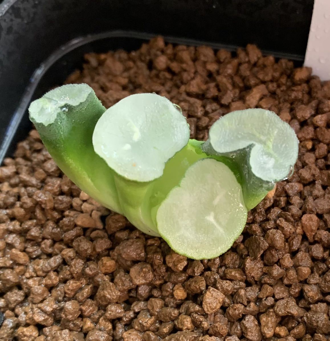 多肉植物 ハオルチア 金子氏実生 MS万象「ラブロック」カキ仔 多肉植物 ハオルチア 金子氏実生 MS万象「ラブロック」カキ仔