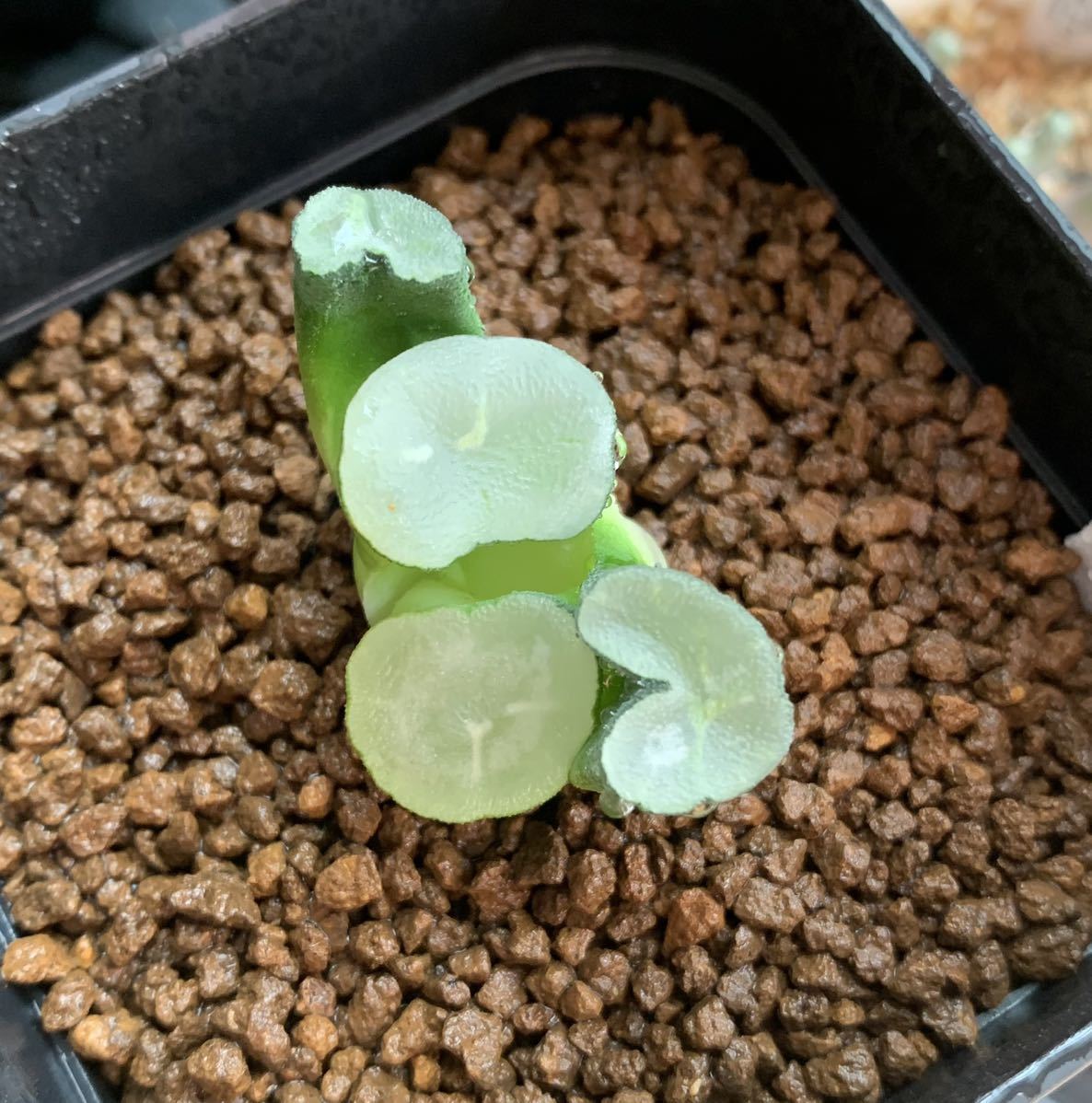 多肉植物 ハオルチア 金子氏実生 MS万象「ラブロック」カキ仔 多肉植物 ハオルチア 金子氏実生 MS万象「ラブロック」カキ仔